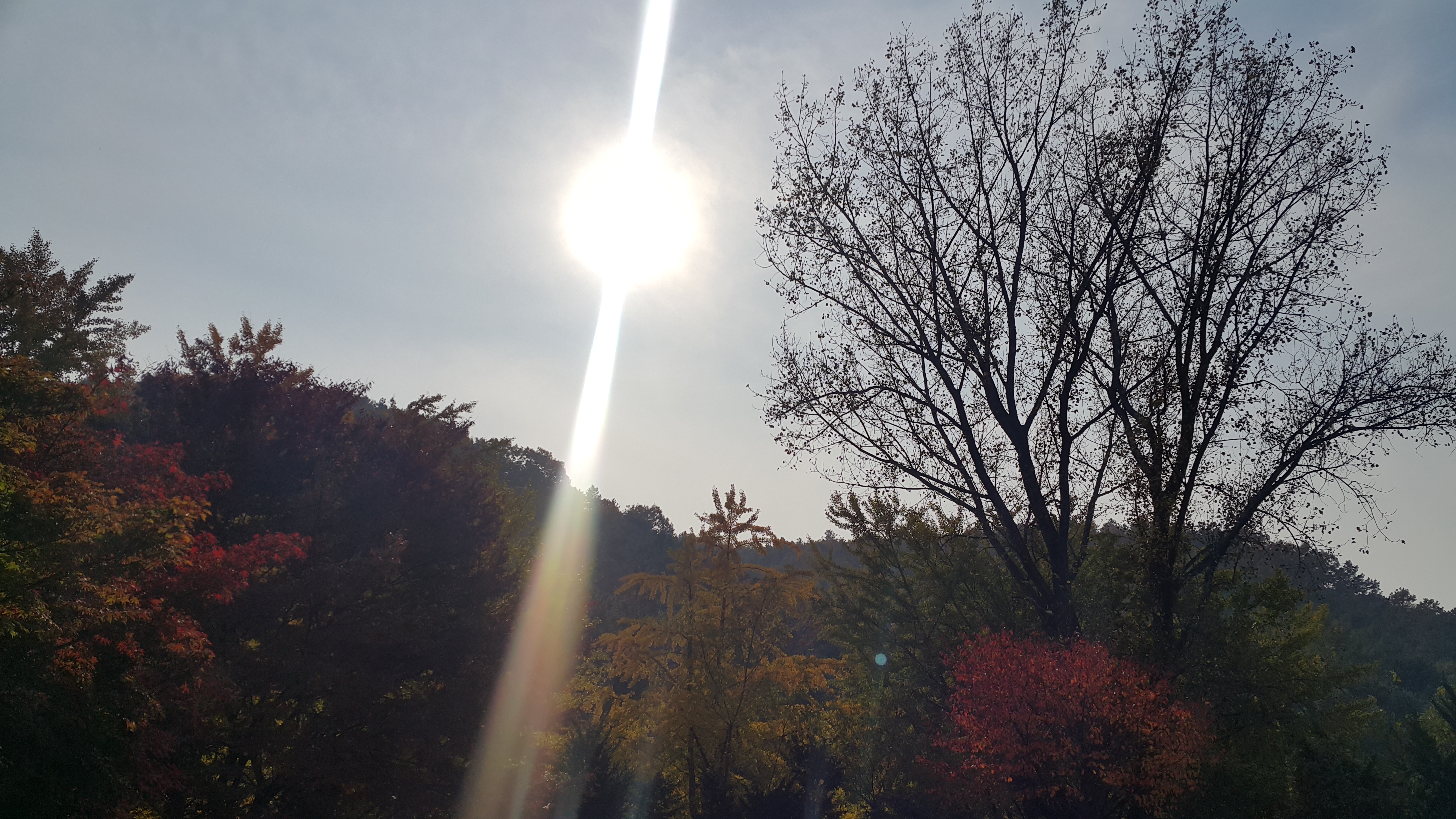걷노라면 힐링되는 아름다운 경기도립노인전문용인병원 산책길 6 20191106_141609.jpg