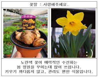 수선화.jpg