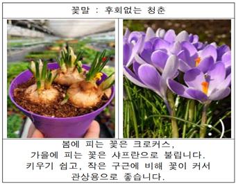 크로커스.jpg
