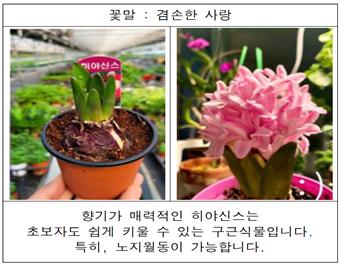 히야신스.jpg